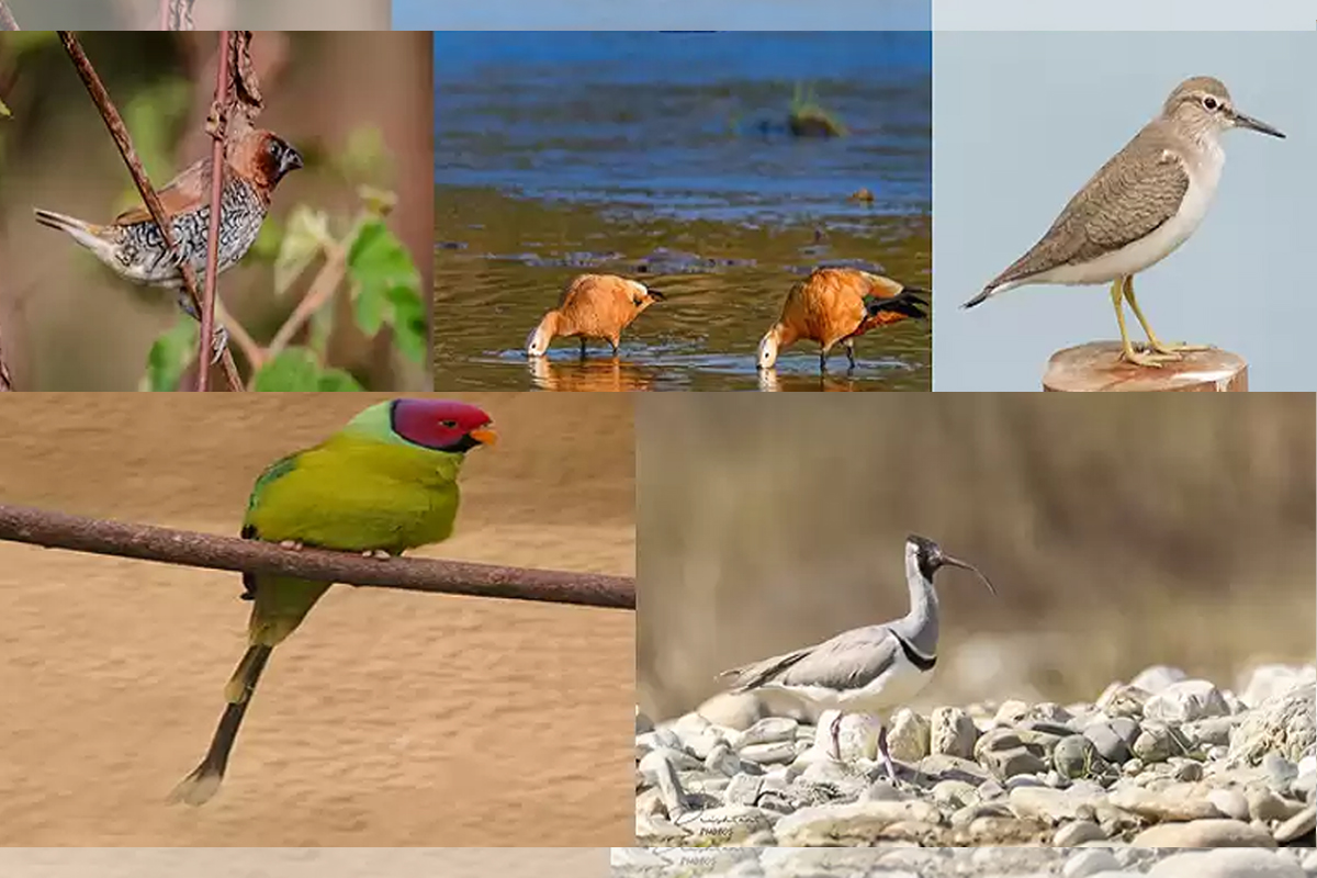 गुल्मीमा तीन सय १२ प्रजातिका चरा