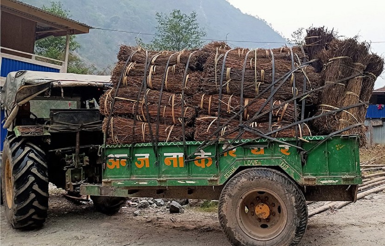 चिराइतोको माग बढ्दो, उत्पादन घट्दो