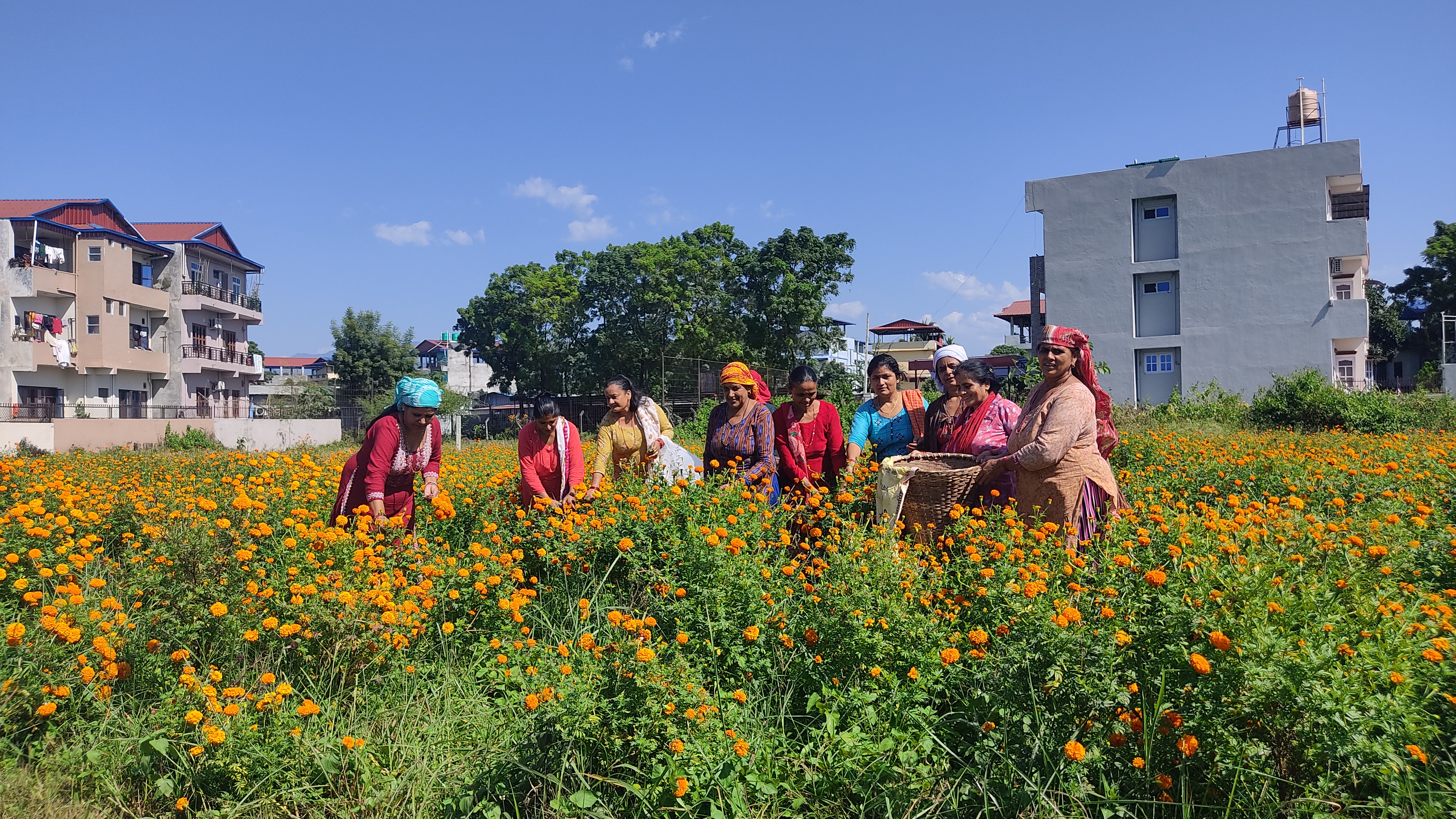 आत्मनिर्भर बन्न सघाउँदैछ फूलखेती [तस्बिरसहित]