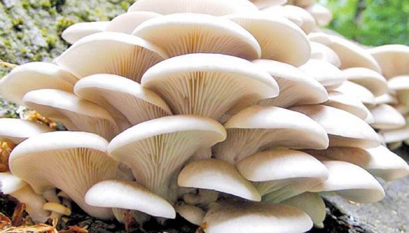 अध्ययनसँगै सामुहिक च्याउ खेती