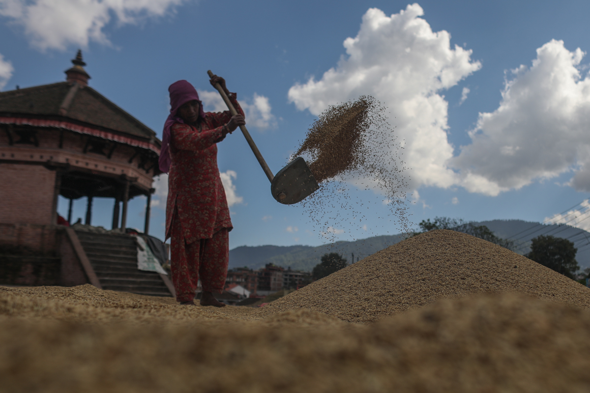 तिहारको मुखमा धान थन्क्याउने चटारो [तस्बिरहरु]