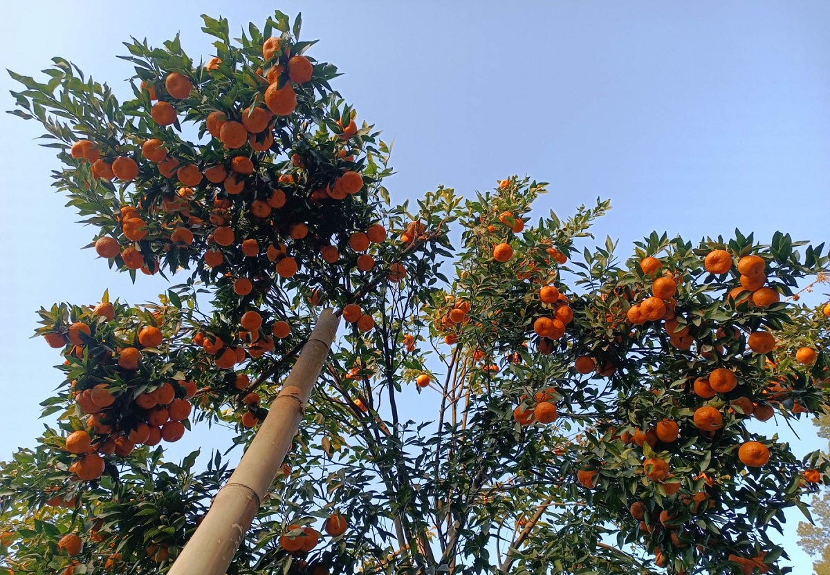 बोटबाटै दुई करोडको सुन्तला बिक्री
