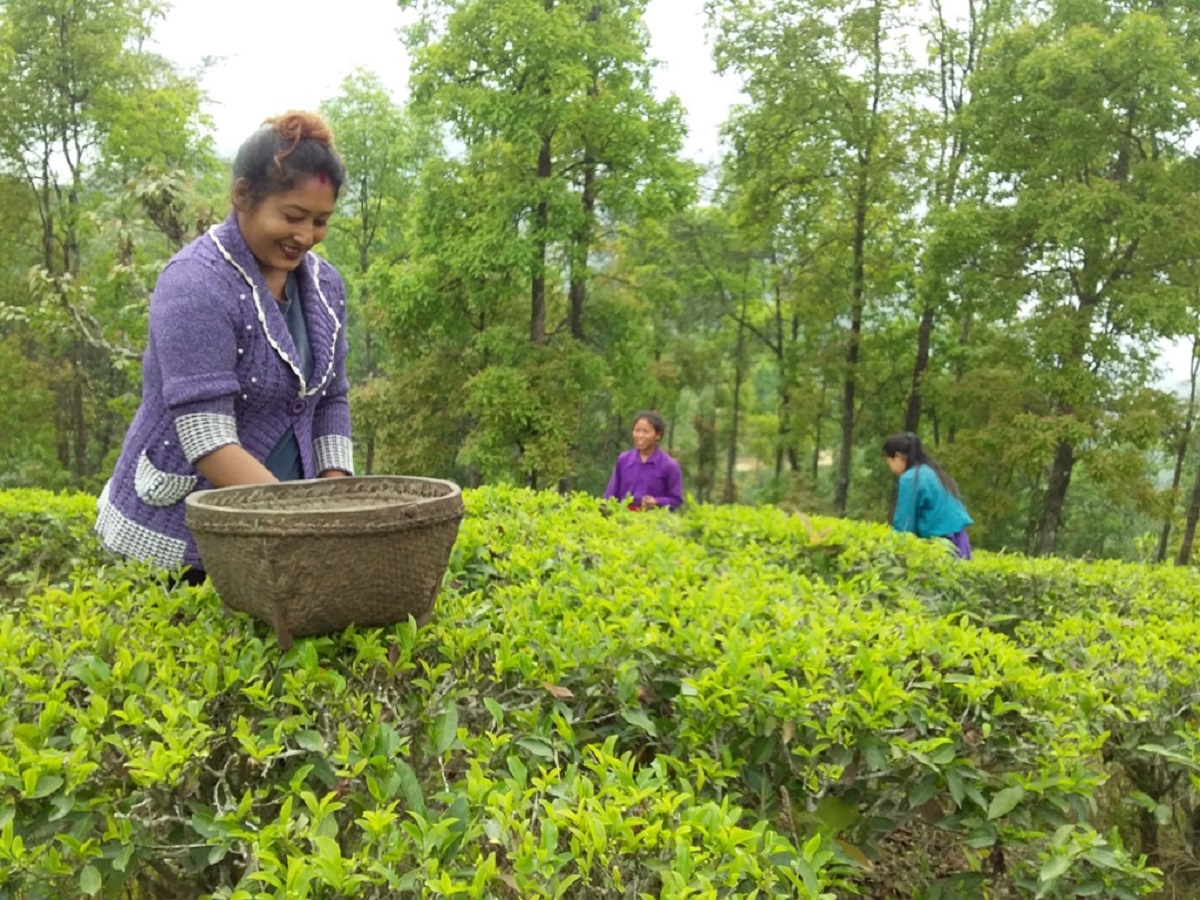 चिया पनि 'चक्लेटी' स्वादमा
