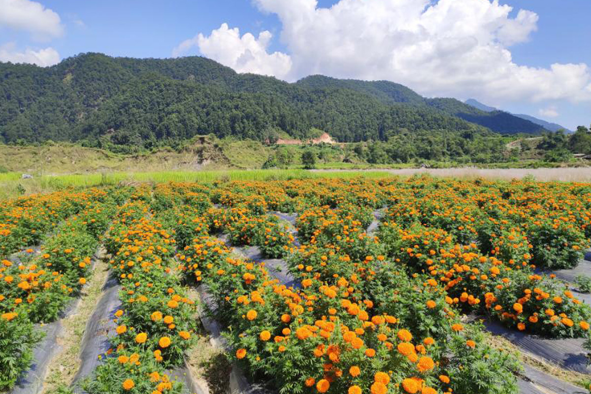 फूलखेतीबाट मासिक ३५ हजार आम्दानी