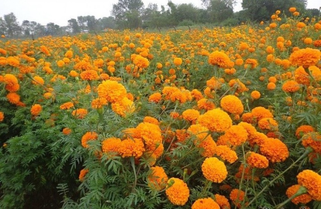 कोरोना महामारीले बिगारेको पुष्प व्यवसायको लय निर्वाचनले फर्कायो