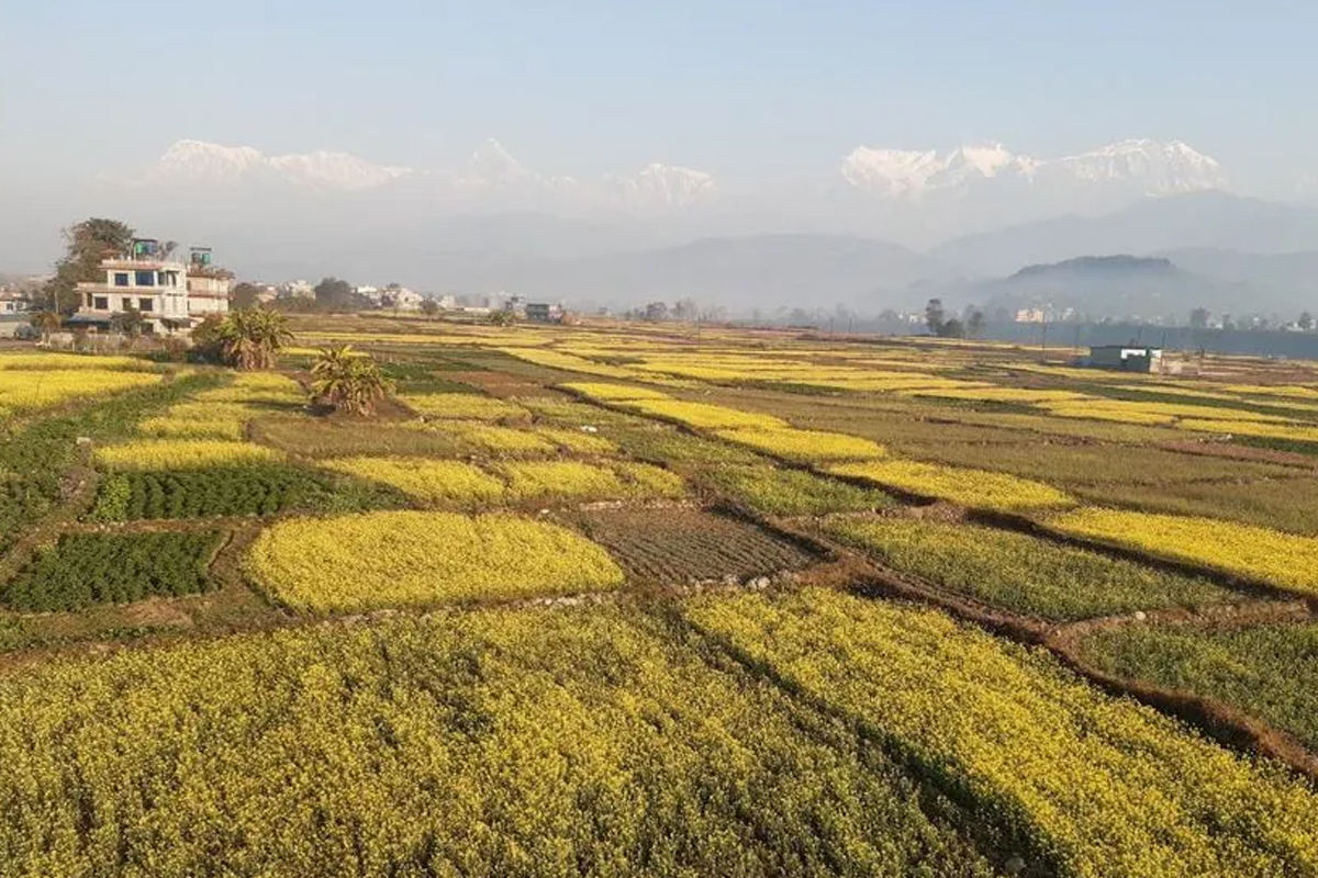 गगनगौँडा फाँटमा उत्पादन बढ्दै, जमिन घट्दै