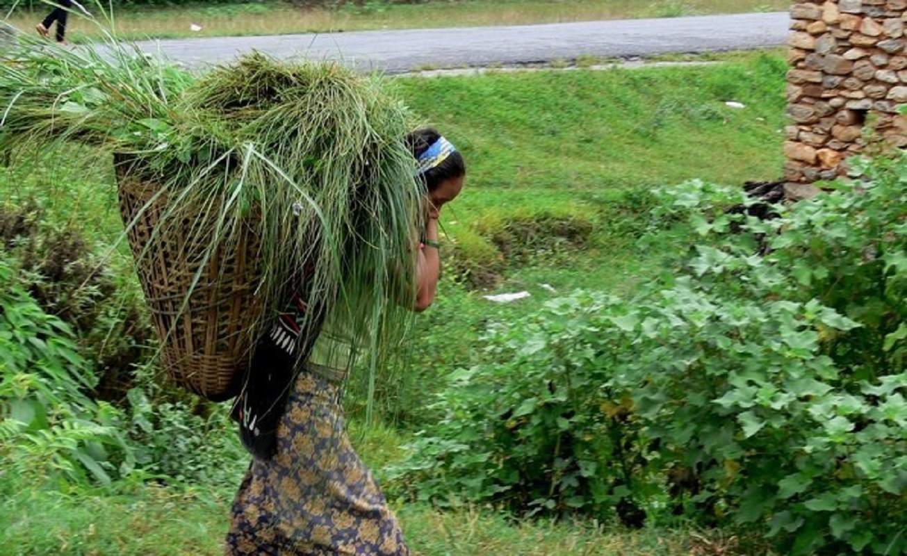 कावासोतीमा एक भारी घाँसकै लागि आधा दिन