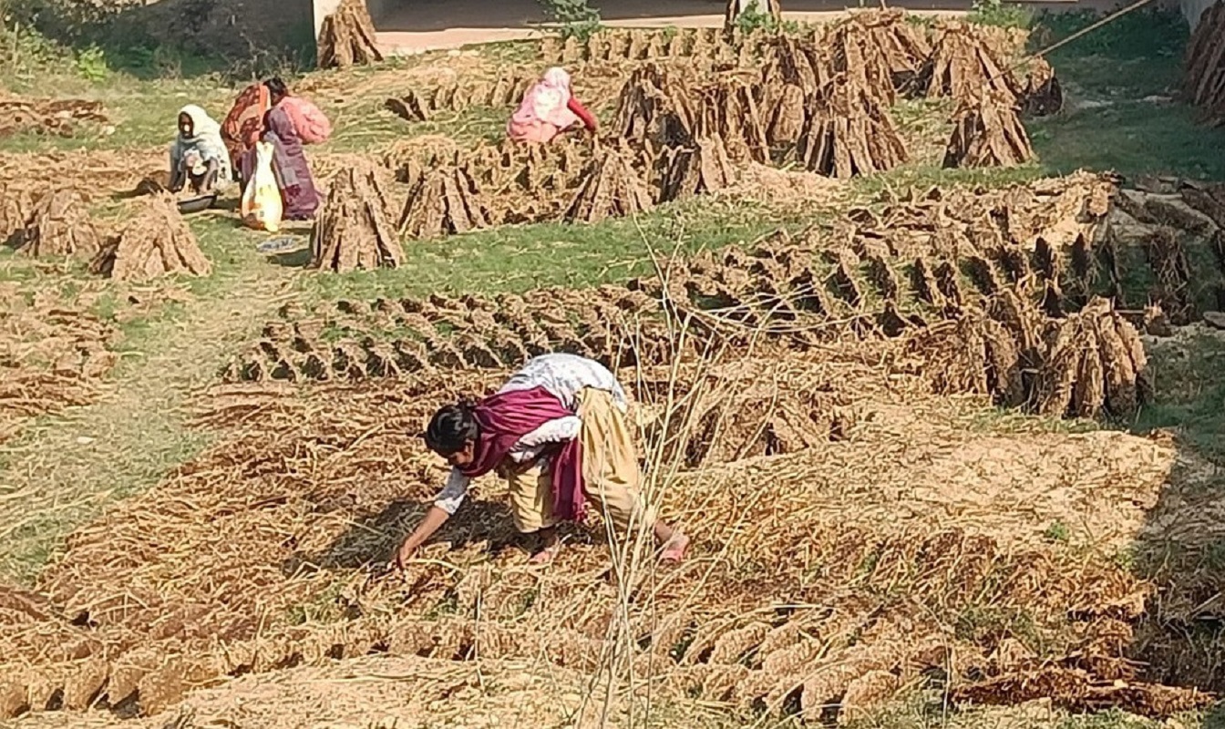 बाँकेका ग्रामीण क्षेत्रमा खाना पकाउन गुइँठाकै भर