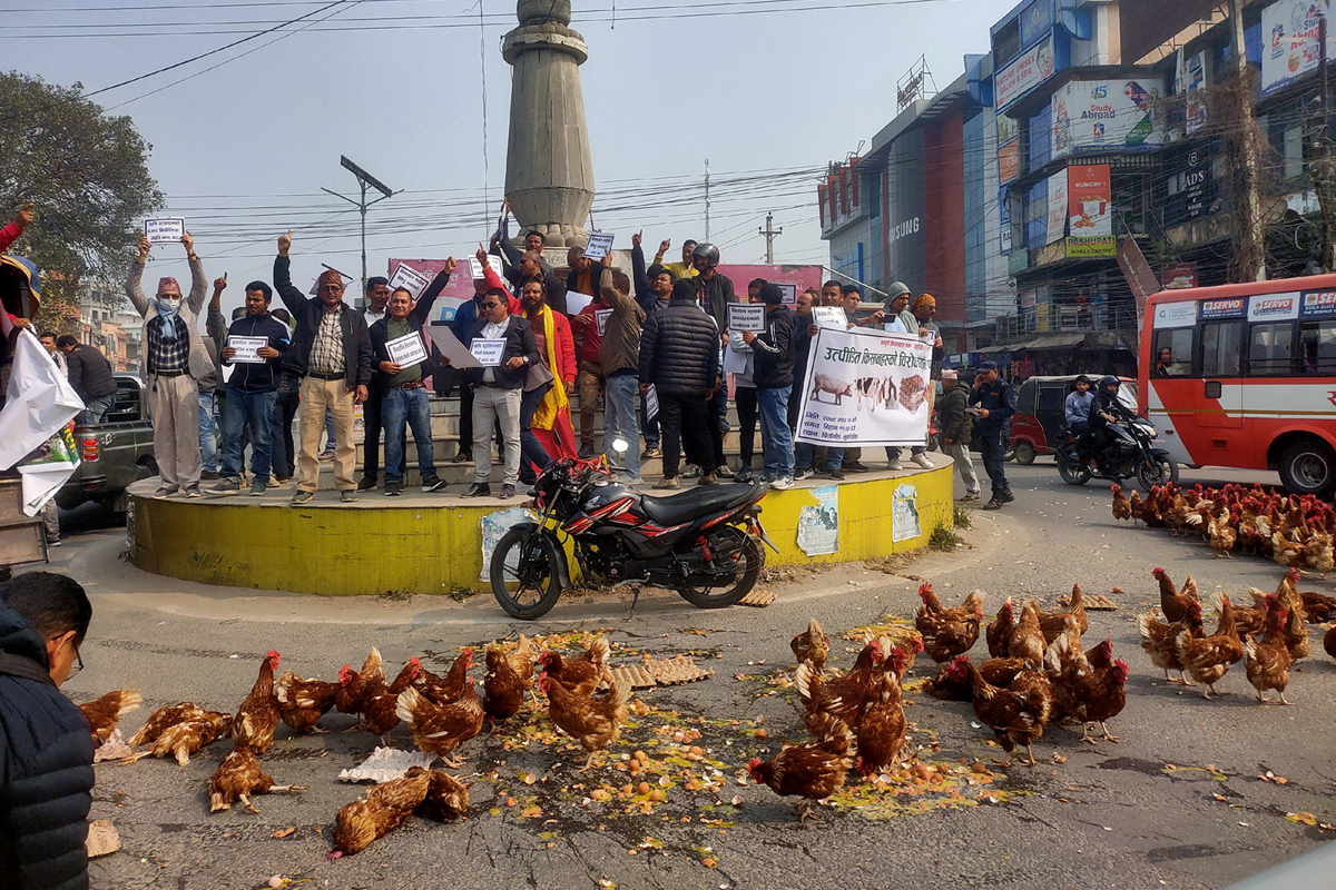 चितवनपछि झापाका किसान आन्दोलित, काठमाडौंमा बर्डफ्लूको त्रास