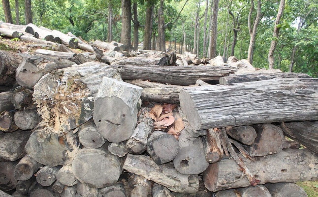 कुहिन थाले सामुदायिक वनमा काठ