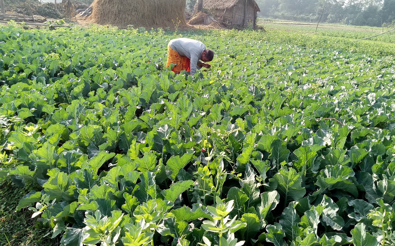 व्यावसायिक तरकारीखेती गर्ने किसानलाई बजारको चिन्ता