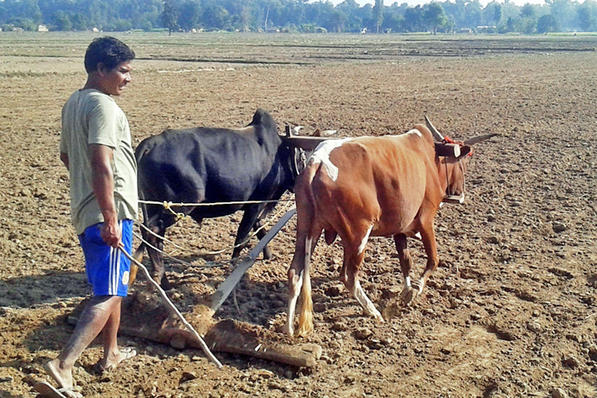 दसैंयता पानी परेको छैन रसुवामा, किसानका हात पुर्पुरोमा
