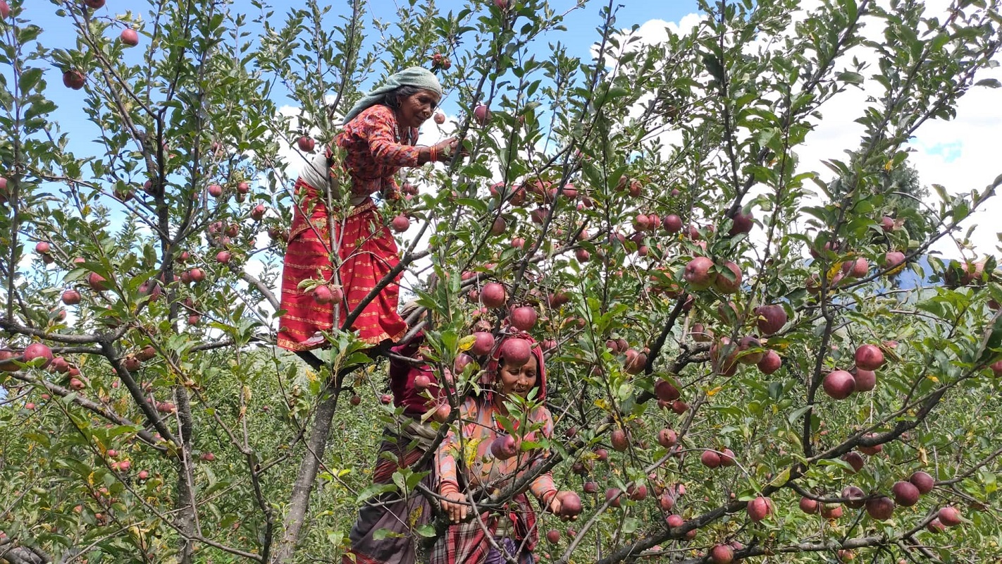 मुस्ताङका किसानलाई स्याउ बगैँचा व्यवस्थापनको चटारो