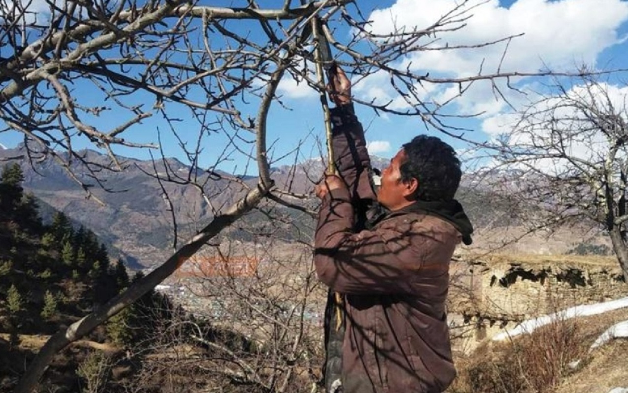 जुम्लाका किसान स्याउ बगैंचा व्यवस्थापनमा व्यस्त