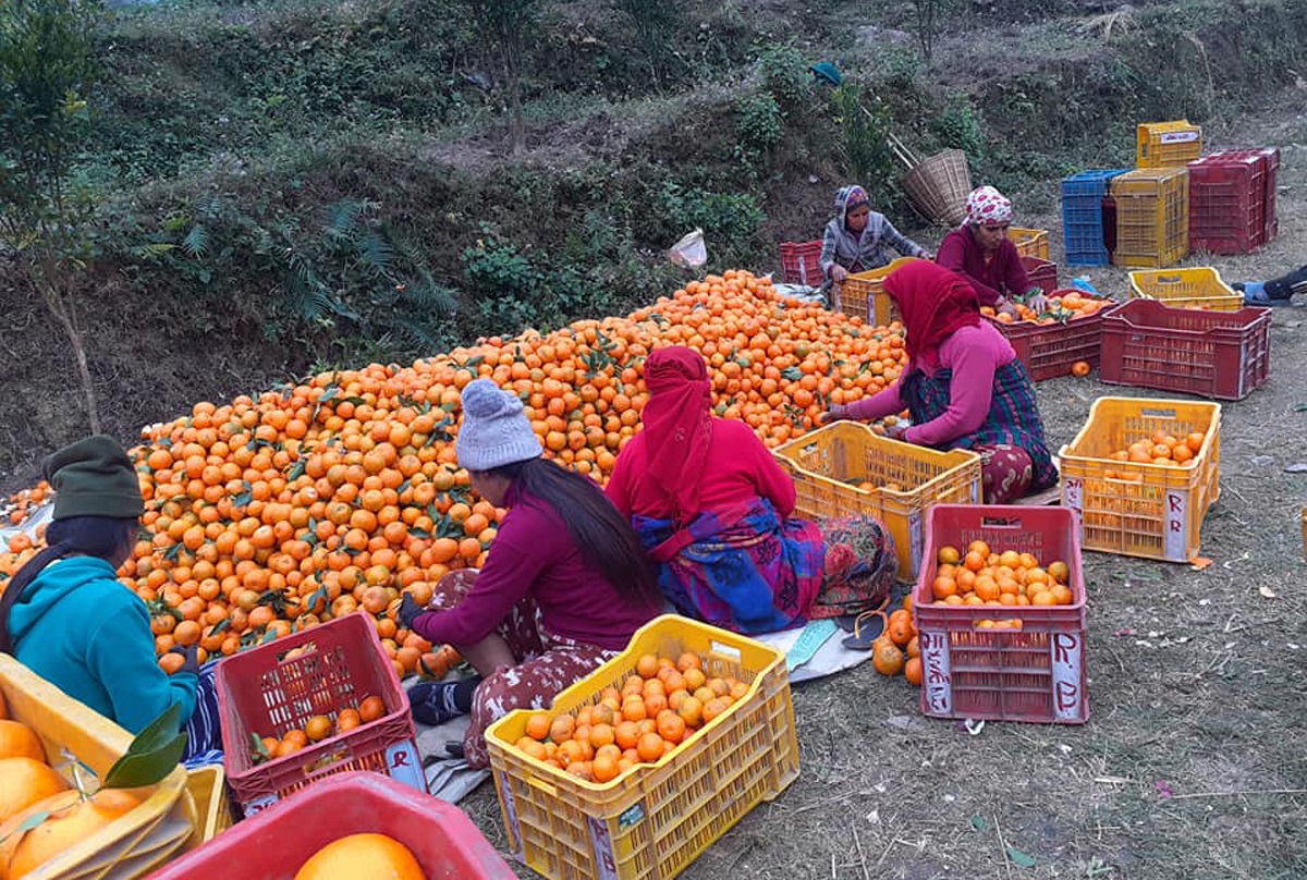 सडक छेउमै सुन्तला बेचेर दुई लाख आम्दानी