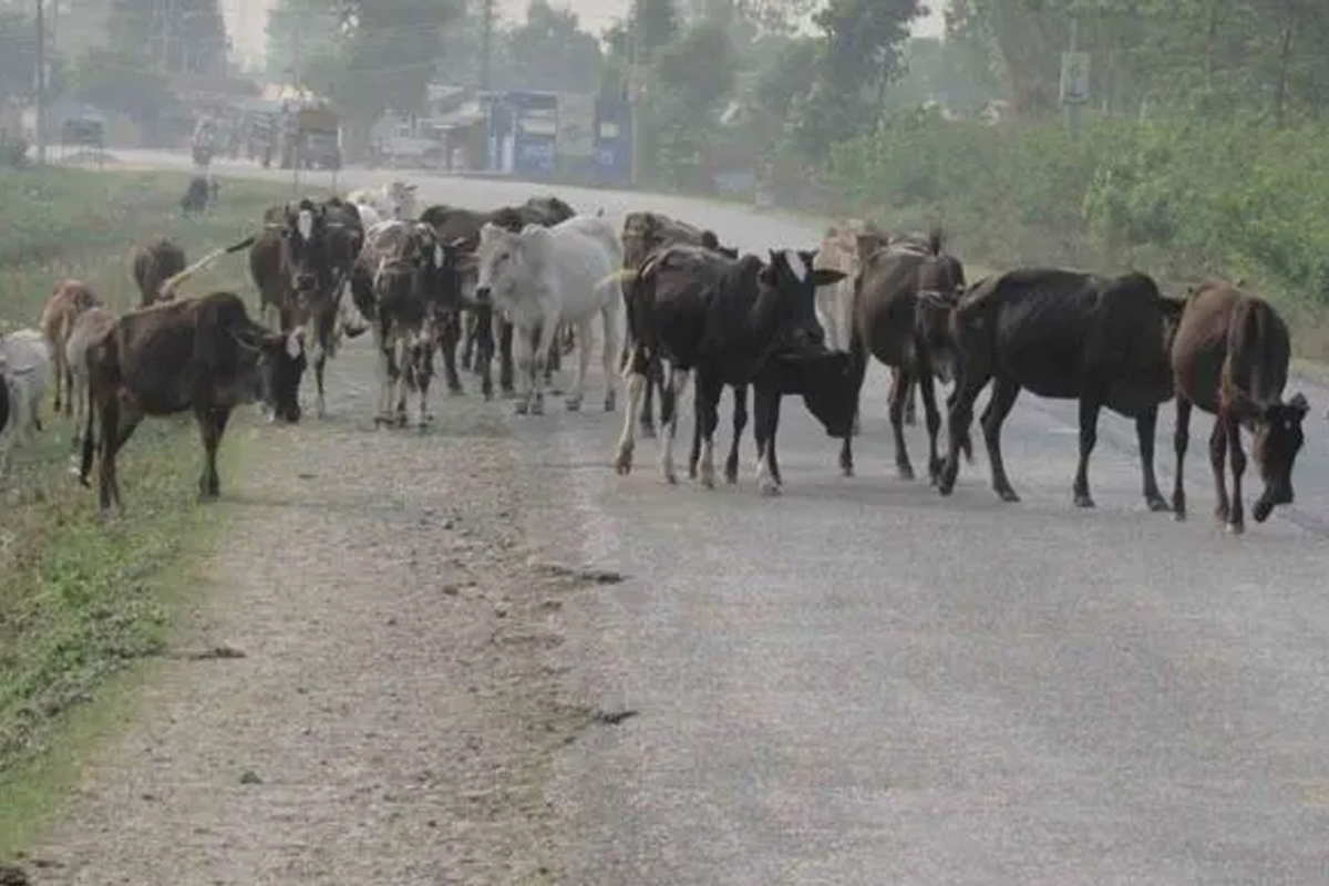 छाडा चौपायाबाट बाली जोगाउनै मुस्किल