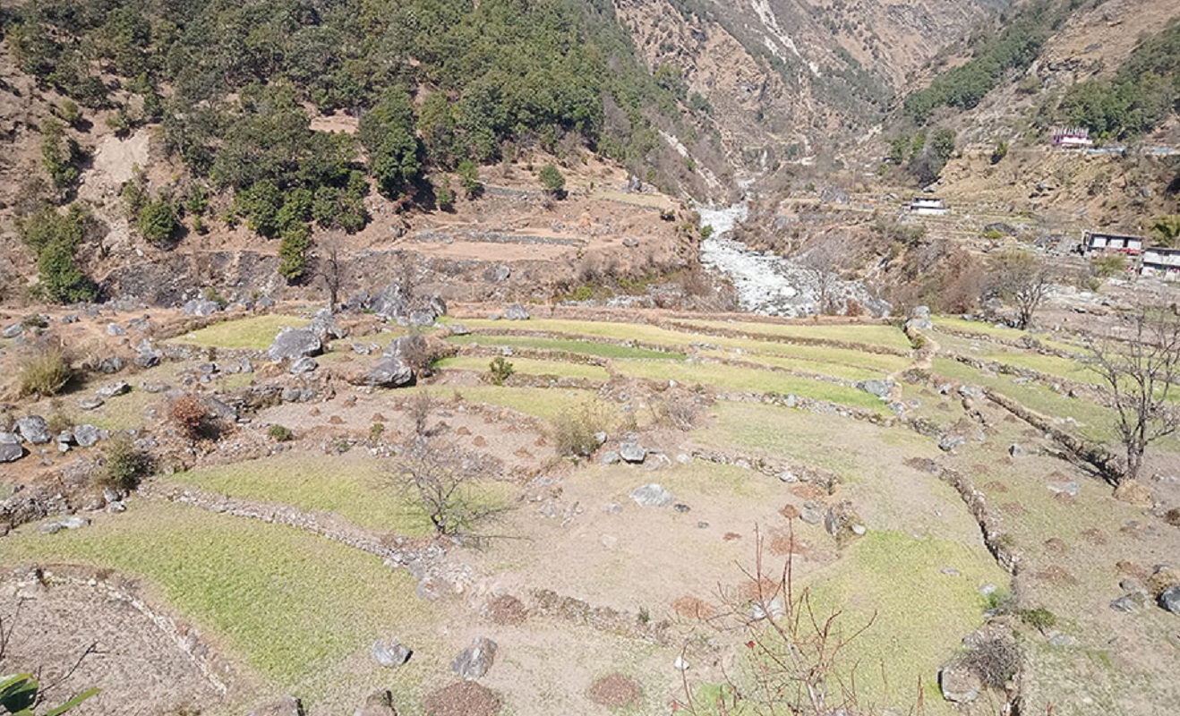 हिमपात नहुँदा बझाङमा ३० प्रतिशत बाली सुक्ने खतरा