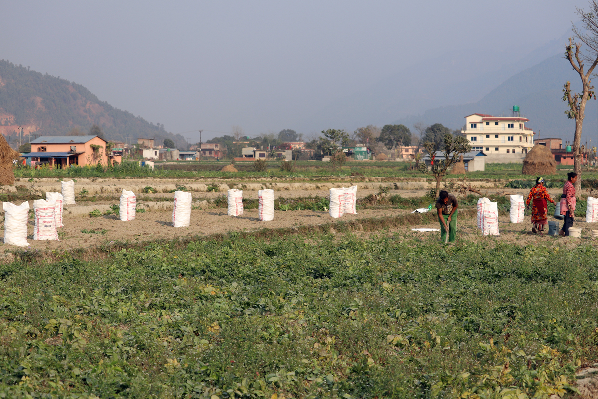 नुवाकोटे किसानलाई आलु खन्न धमाधम
