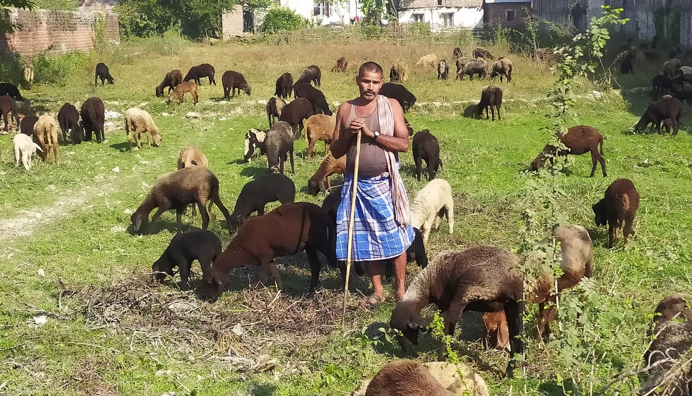 किसानलाई भेडाबाख्रा पाल्न चरन क्षेत्र अभाव