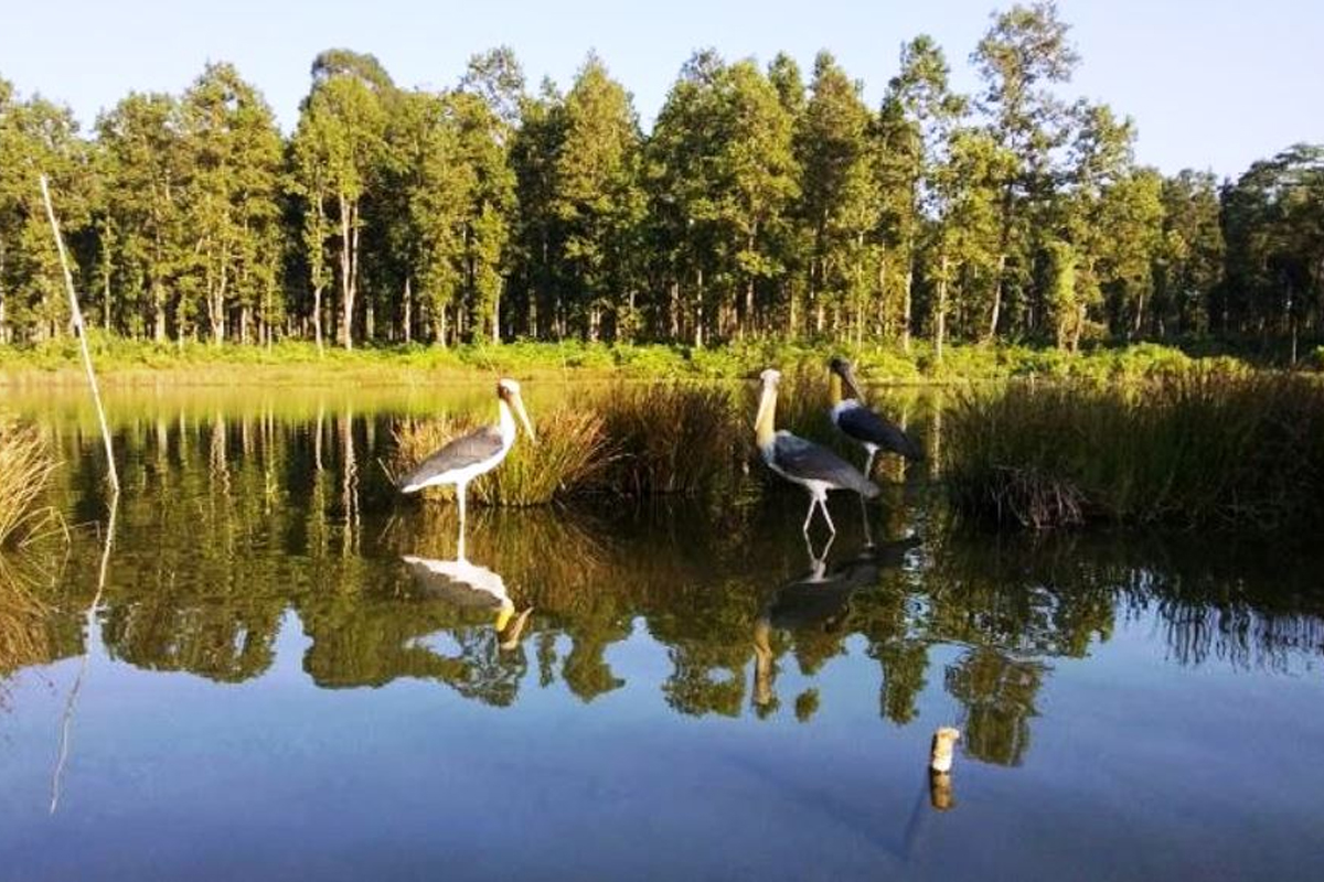 विश्व सिमसार दिवस: नारामै सिमित सिमसार संरक्षण