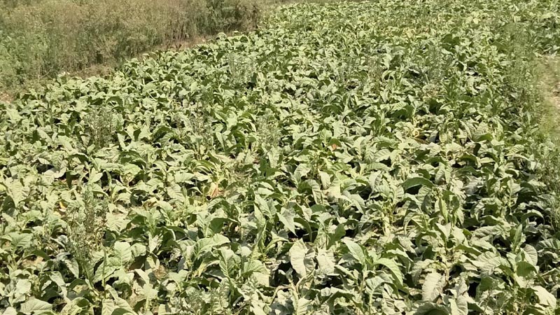 महोत्तरीको हरी गाउँमा सुर्ती खेती