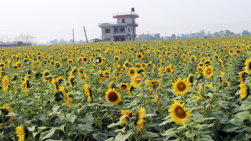 चितवनमा सूर्यमुखीको व्यावसायिक खेती
