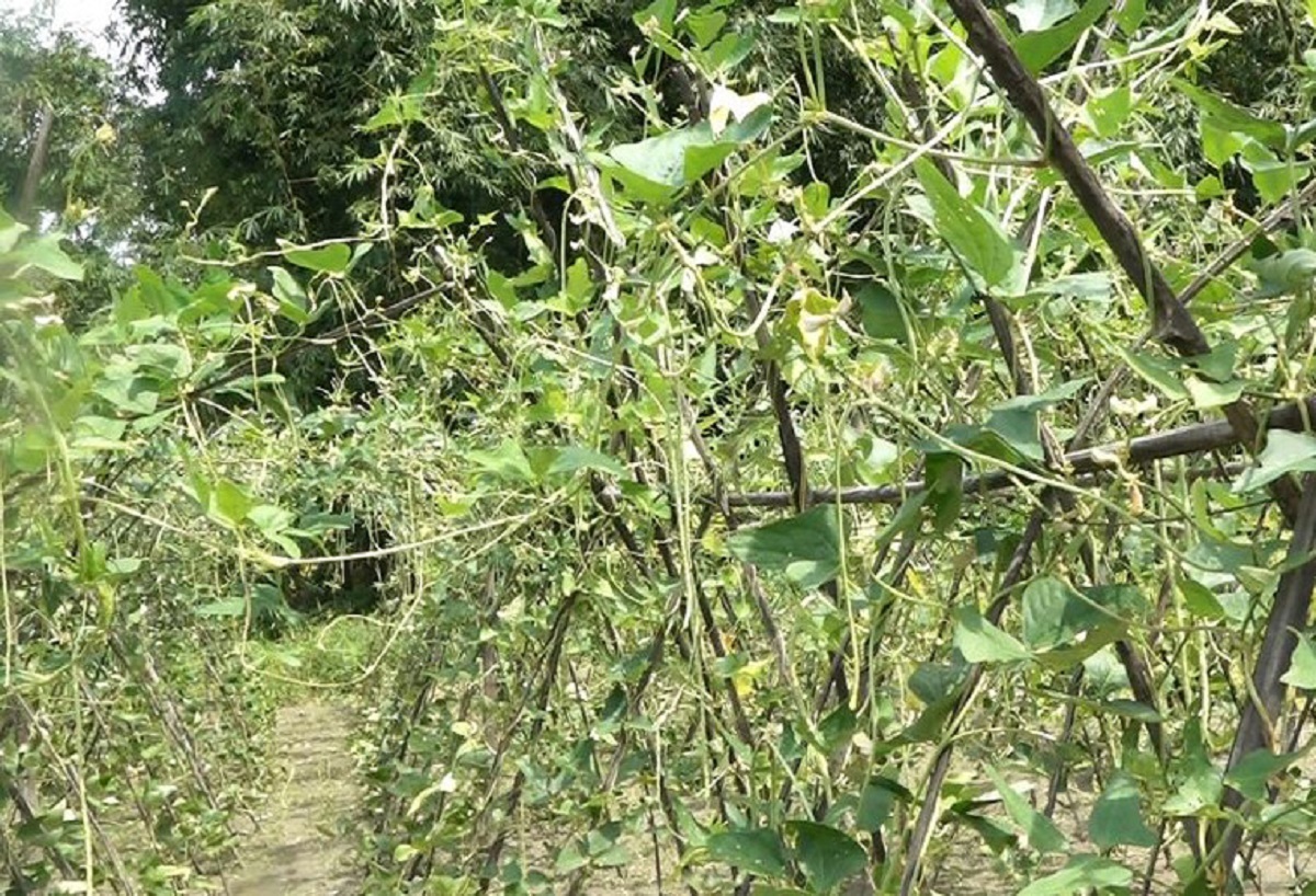 तरकारीको उत्पादनसँगै भाउ पनि घट्यो