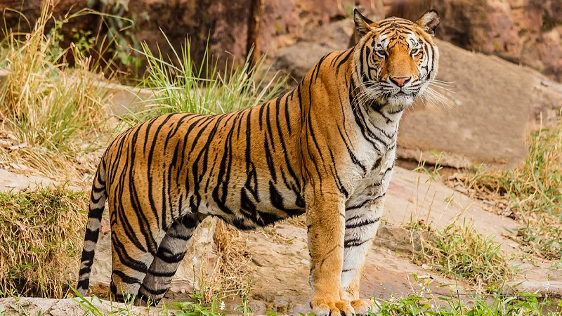 बाघको आक्रमणबाट घाँस काट्न गएकी महिलाको मृत्यु